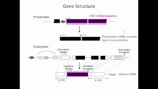 Gene Structure [upl. by Jude]