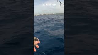 Almaco Jack Fishing Riviera Maya  Mexico Big Fish  Mexico Boat Fishing fishing saltwaterfishing [upl. by Rodina]