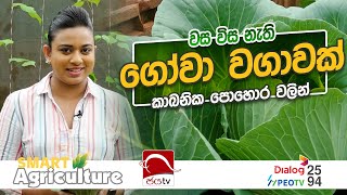 වස විස නැති ගෝවා වගාවක් 🥬🥦  Smart Agriculture  Ep  10  2024 12 01  Jaya TV Sri lanka [upl. by Syla189]