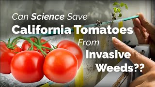 Can Science Save California Tomatoes From Invasive Weeds [upl. by Mannie]