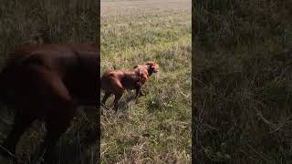 Irish setter finds and points Quail [upl. by Hsur]