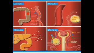 Major Pharmacokinetic Processes animation [upl. by Yreffeg]