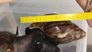 Huge Snails from Africa  Archachatina from Africa [upl. by Jonie]