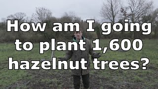 How to Plant Hazelnut Trees to Ensure Pollination  Tree Planting Plan  Irish hazelnut orchard [upl. by Yadseut373]