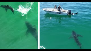 Great White Shark Approaches Spear Fishermen In One of the Closest Encounters Yet [upl. by Orville]