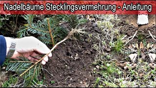 Nadelbäume selbst vermehren  Tannenbäume Stecklinge ziehen – Nordmanntanne Nadelbaum Tannenbaum [upl. by Eisyak491]