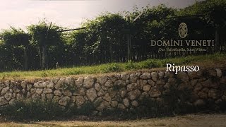 Il vino Ripasso della Valpolicella  Domìni Veneti [upl. by Riffle977]