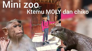 BERKUNJUNG KE MINI ZOO SLEMAN KETEMU SAUDARANYA MOLY DAN CHIKO‼️ [upl. by Fries]