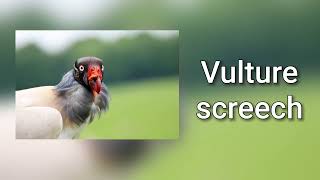 Sound of vulture screeching [upl. by Berlyn]