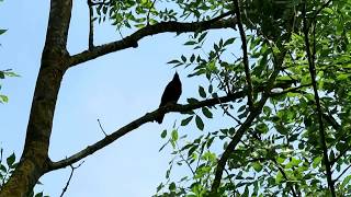 Vogelkonzert Vogelgezwitscher und Vogelgesang der Vögel an einem frühen Morgen im Mai 2018 [upl. by Einneg]