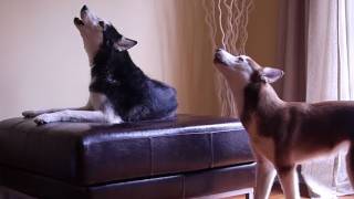 2 TALKING DOGS ARGUE BY HOWLING ORIGINAL [upl. by Romito291]