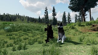 Accurate WolfQuest AE Raas Path S4 3  Limping vs Spike Elk [upl. by Bolton861]