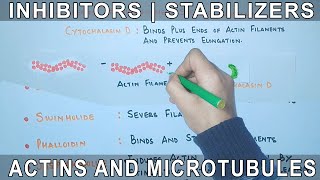 Chemicals that affect the Actin Filaments and Microtubules [upl. by Airrej]