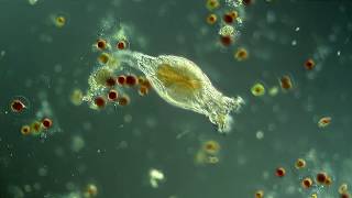 Rotifer hunting Haematococcus pluvialis [upl. by Oirom]