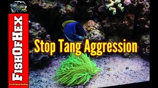 How To Deal With Tang Aggression  Adding The New Tangs [upl. by Inalan]