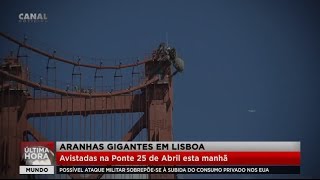 10 aranhas GIGANTES que você precisa conhecer [upl. by Barrie]