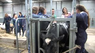 CAMPUS TV Studenten Diergeneeskunde brengen kalfjes ter wereld [upl. by Brackely]