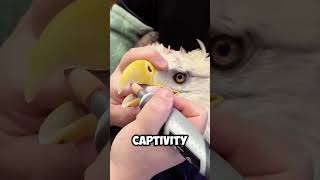 Special Care How Beaks and Claws Are Maintained for Captive Birds 🐦💅 shorts [upl. by Lindi]