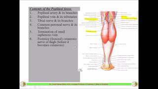 The POPLITEAL FOSSA  Anatomy  Dr Yusuf [upl. by Geerts65]