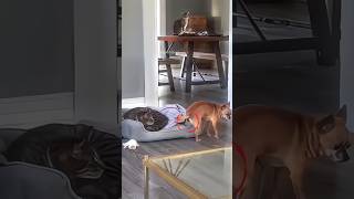 Dog Sneaks a Nap on Cats Bed shortsvideo [upl. by Granny]