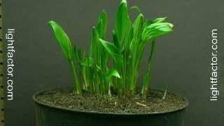 Time Lapse of Hosta Plant Growing [upl. by Llyrpa521]