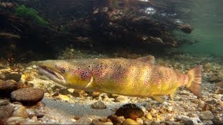 saltando salmones rio sella subida de salmon great rise of salmon in the river sealed pipe scale [upl. by Nylyak]