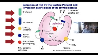 The 5 Protein Channels Involved In Making Stomach Acid  Dr Robert Selig [upl. by Yroggerg]