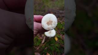 Muchomor cytrynowy łac Amanita citrina  grzyb trujący  niejadalny grzyby natura [upl. by Gaw37]