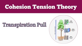 Mechanism of Transpiration Pull cohesion tension theory [upl. by Alicul]