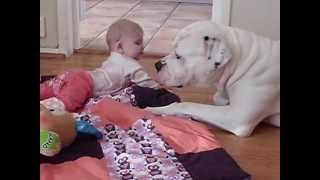 quotSuper dangerousquot American bulldog is babysitting [upl. by Lebasy]