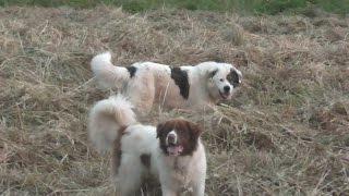 ελληνικος ποιμενικος  greek shepherd dogs [upl. by Reagen]