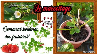 Fraisiers comment les bouturer et multiplier facilement Marcottage et stolons fraises [upl. by Kareem]