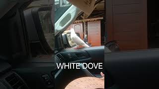 DOVE dove dover dovecameron viral trending subscribe shortsvideo shortsfeed [upl. by Ardyce]