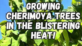 Growing Cherimoya Trees in Extreme Summer Heat [upl. by Sixele28]