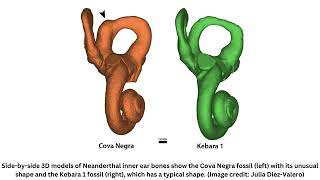 Neanderthals cared for 6yearold with Down syndrome fossil find reveals [upl. by Odele13]