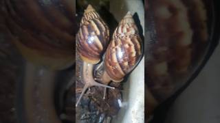 Big snails back of the house snailfish snail shortsvideo shortsfeed shorts [upl. by Sinnek]