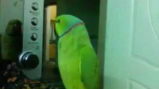 Talking Parrot Kiya Kar Rahay hoo [upl. by Ronoc256]