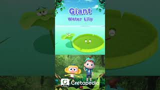 The Fascinating Science Behind How Giant Water Lily Leaves Float on WaterCretapedia shorts [upl. by Toma]