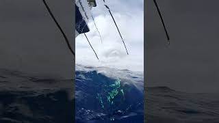 LONG RANGE TUNA FISHING  SAN DIEGO CALIFORNIA [upl. by Ailices]