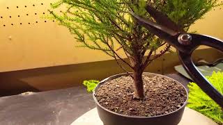 Lemon Cypress 2nd Tree Part 2 [upl. by Gareth]