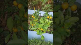 Calamondin Orange Tree trending orange fruit [upl. by Ttam]