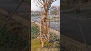 This tree is amazing shorts facts [upl. by Amsirp]