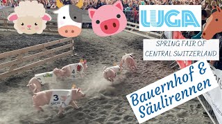 LUGA 2024  Pig races amp Farm Luzern Switzerland [upl. by Nylhtac45]