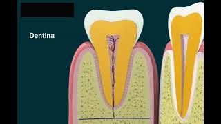 Anatomia del dente [upl. by Airamat]