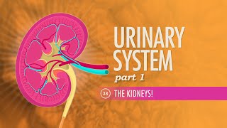 Urinary System Part 1 Crash Course Anatomy amp Physiology 38 [upl. by Giselle323]