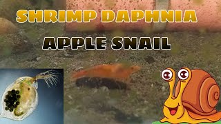 YELLOW SHRIMP DAPHNIA AND APPLE SNAIL IN ONE TANK [upl. by Llewol608]