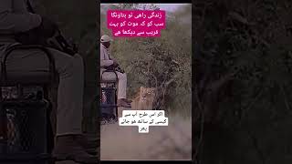 lion lionvsman trending scaryvideo tilawat quran viralshort youtubevideo [upl. by Vania84]