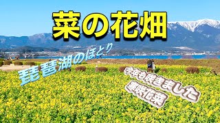 【4K】菜の花畑 琵琶湖のほとり 12000本のカンザキハナナ（寒咲花菜） 第１なぎさ公園 2024117 [upl. by Matless899]