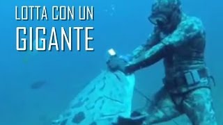 PESCA SUB lotta con un gigante in mare  Pesca subacquea in mare Pesca sub in apnea VIDEO PESCA 2014 [upl. by Suirtimed515]