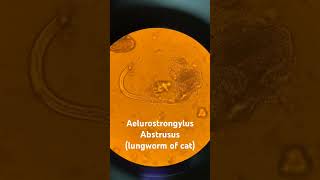 Aelurostrongylus Abstrusus lungworm of cat veternarian veterinarymedicine lungwormcats [upl. by Je]